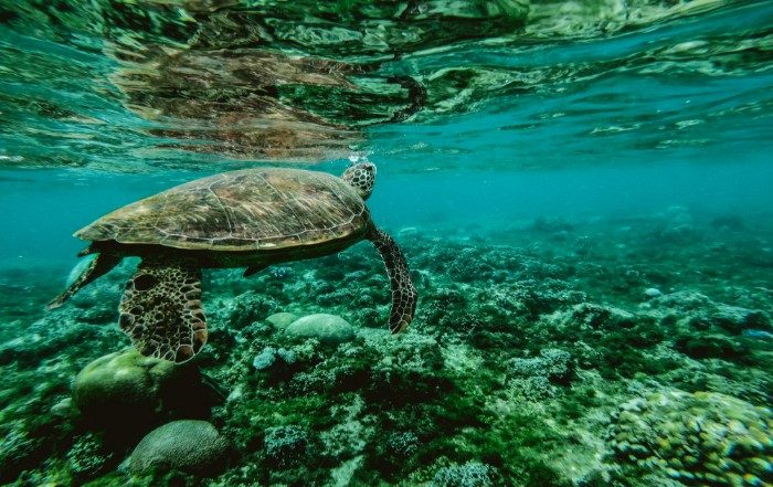 underwater shot of a turtle swimming in shallow turquiose water