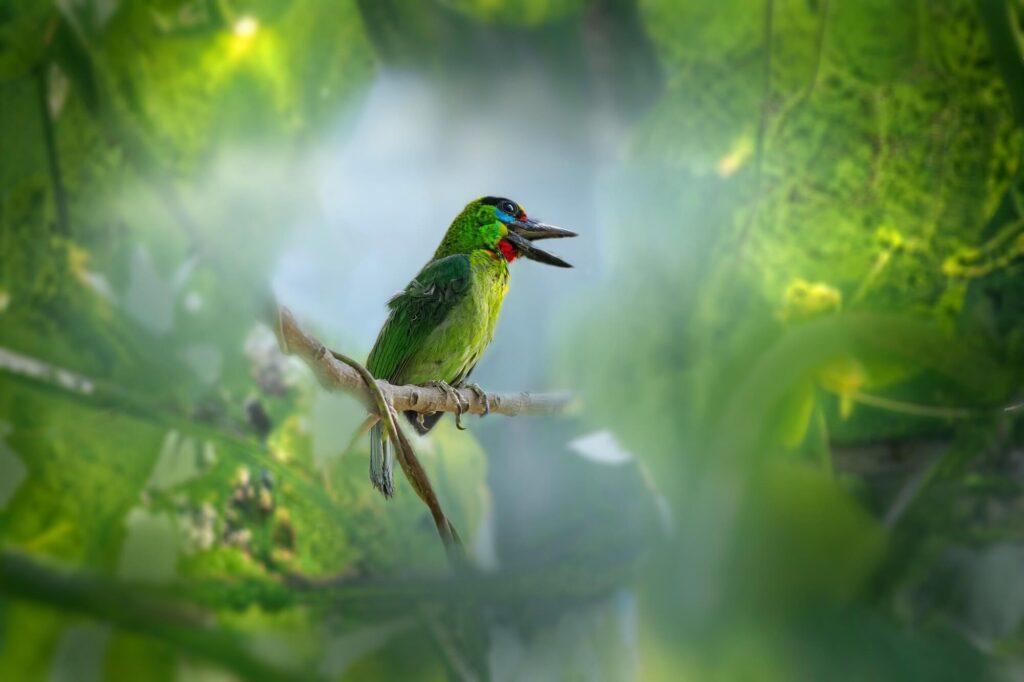 oiseau exotique assis sur une branche entouré de couleurs vertes tropicales à krabi