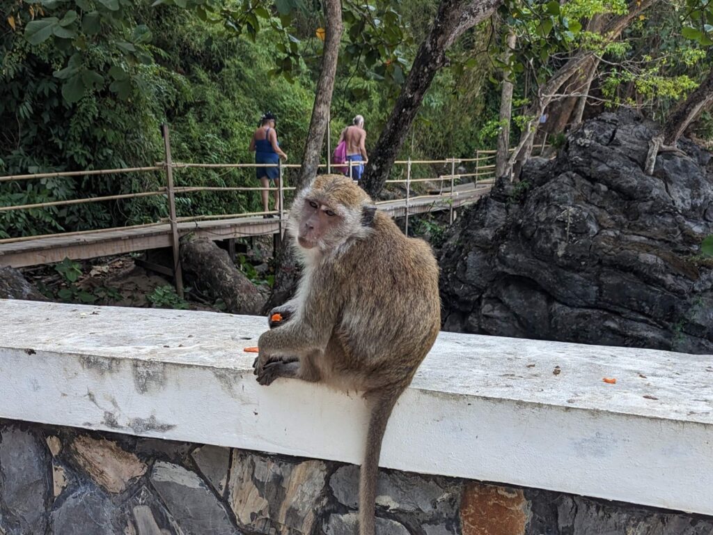 mono sentado en la pared al comienzo del sendero de los monos de ao nang