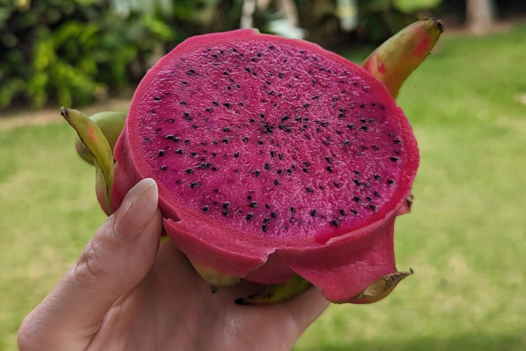 fruta del dragón púrpura en tailandia