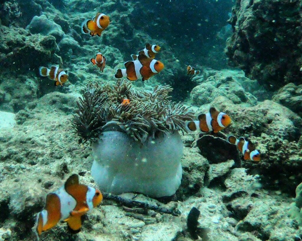 pez payaso entre las anémonas de mar en krabi