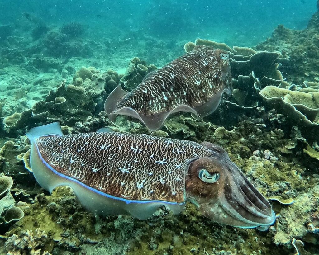 gran sepia fotografiada durante una excursión de snorkel en krabi