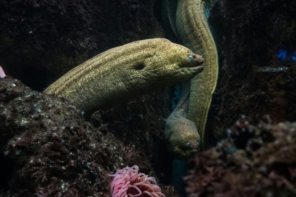 anguila