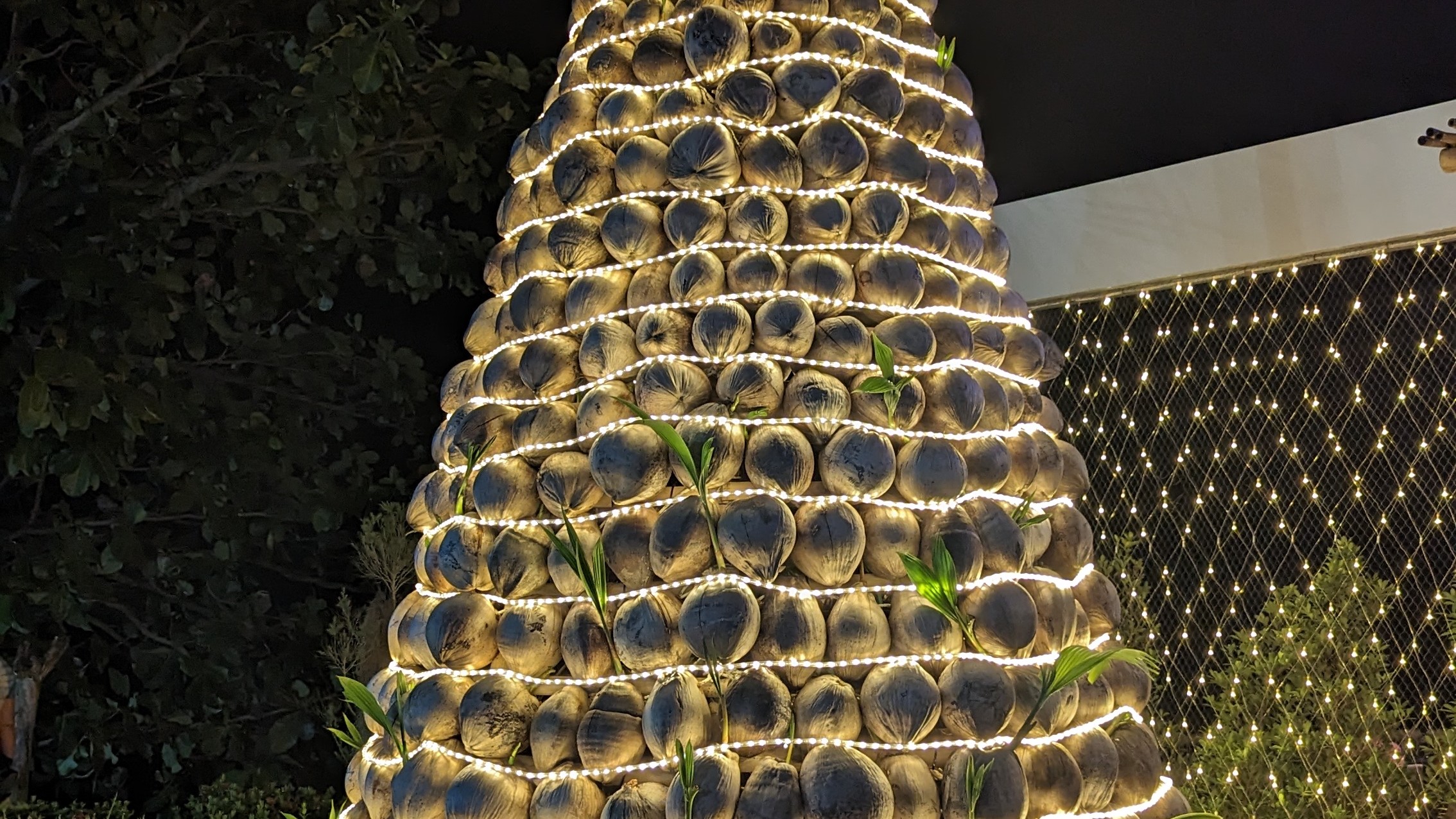 des noix de coco empilées comme un arbre de Noël et enveloppées de guirlandes lumineuses
